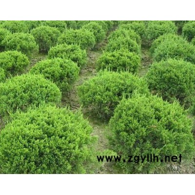 闊葉十大功勞、八仙花