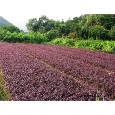 八角金盤.闊葉十大功勞