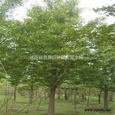基地直銷大花六道木 根莖發(fā)達(dá)冠型優(yōu)美 帶定心土發(fā)貨保證成活率
