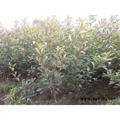 金邊大花六道木