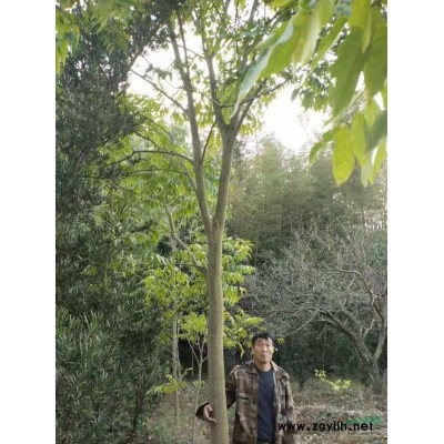 大量供應(yīng)九江景園苗圃基地的厚皮香