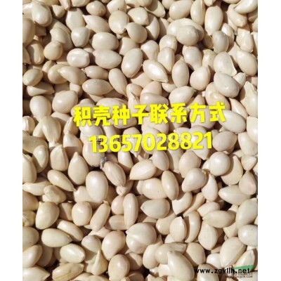 供應(yīng)厚皮香