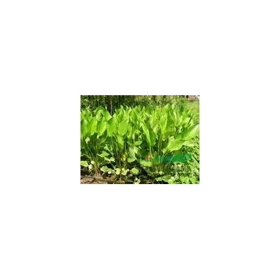 金葉大花六道木