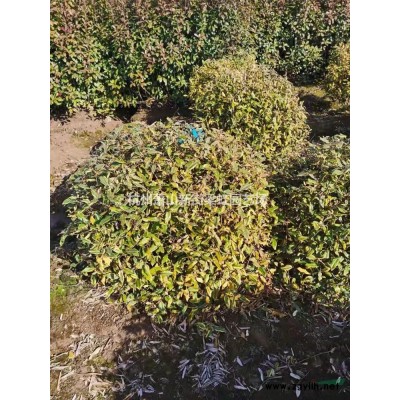 闊葉十大功勞，2022年闊葉十大功勞價格