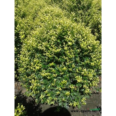 蕭山闊葉十大功勞1-5年苗H20-80，苗粗壯齊整