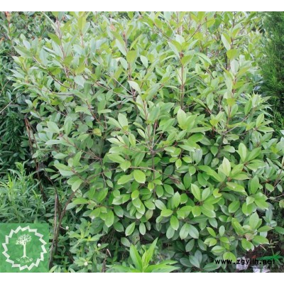 供應闊葉十大功勞色塊苗