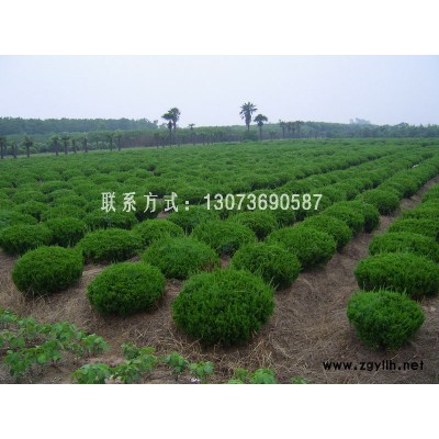 剛竹、闊葉十大功勞、十大功勞