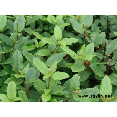 胡頹子球、欏木石楠球、紅帽子、黃帽子等