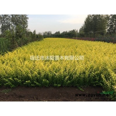 大量供應(yīng)大花六道木 大花六道木基地