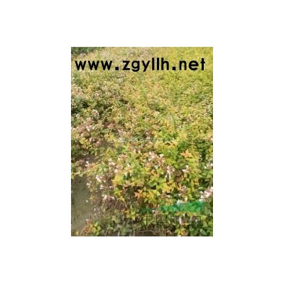 【江蘇草花基地批發(fā)】地中海莢蒾，宿根福祿考，花葉薄荷，天人菊