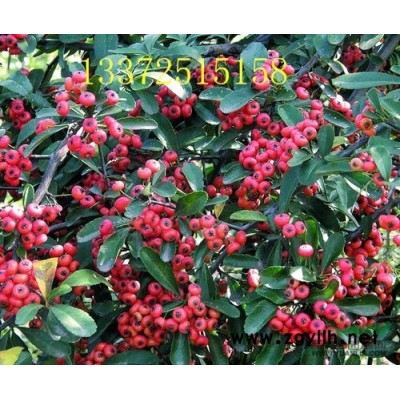 H30－40，P10－15傘房決明