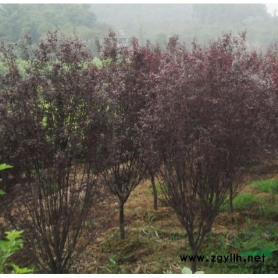 蕭山地中海莢蒾杯苗H30-50，看貨起苗,苗粗壯,無病害