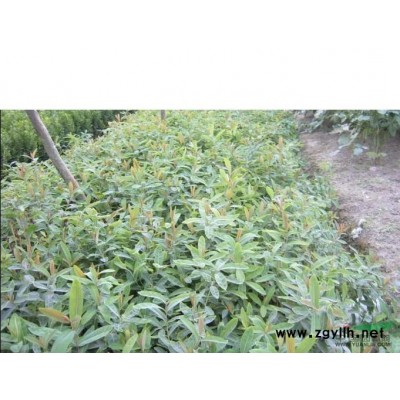 蕭山傘房決明苗H50-100,苗粗壯齊整,無病害