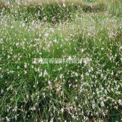 地中海莢蒾球花境植物 加侖盆苗 杯苗 袋苗 大桶苗 價(jià)格