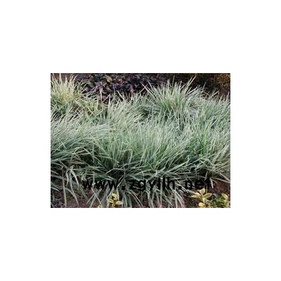 地中海莢迷、德國鳶尾