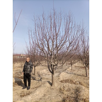 八棱海棠價格 河北八棱海棠基地