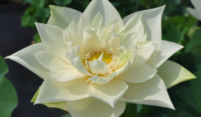 我國荷花睡蓮新品種國際登錄展現(xiàn)大國風范