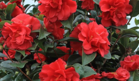 棕櫚四季茶花被侵權(quán) 法院判決賠償145萬元