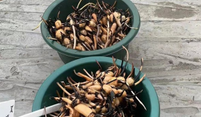 江蘇向澳門捐贈荷花新品種種藕