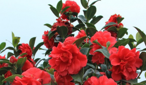 棕櫚四季茶花被侵權(quán) 法院判決賠償145萬元