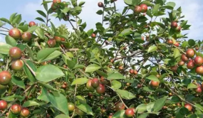 四川召開全省油茶生產(chǎn)工作視頻調(diào)度會