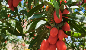 寧夏多措并舉助力枸杞生產經營主體穩步發展