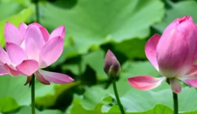 浙江武義荷花物種園 12支并蒂蓮次第綻放