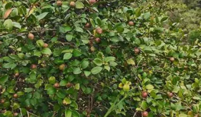 福建將樂推進油茶產(chǎn)業(yè)發(fā)展