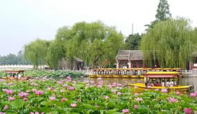200余種荷花亮相北京首屆荷花文化節(jié)