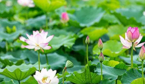 澳門舉辦第二十二屆荷花節(jié)