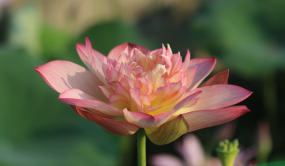 南京中山植物園首屆荷花新品種展開展 80個荷花新品種各展嬌姿