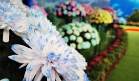 菊世無雙 南京農大舉辦菊花展 1500種菊花各展嬌姿